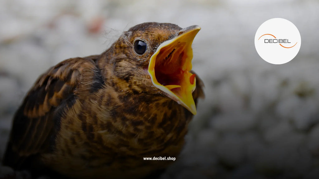 How Animals Use Sound to Communicate and Navigate